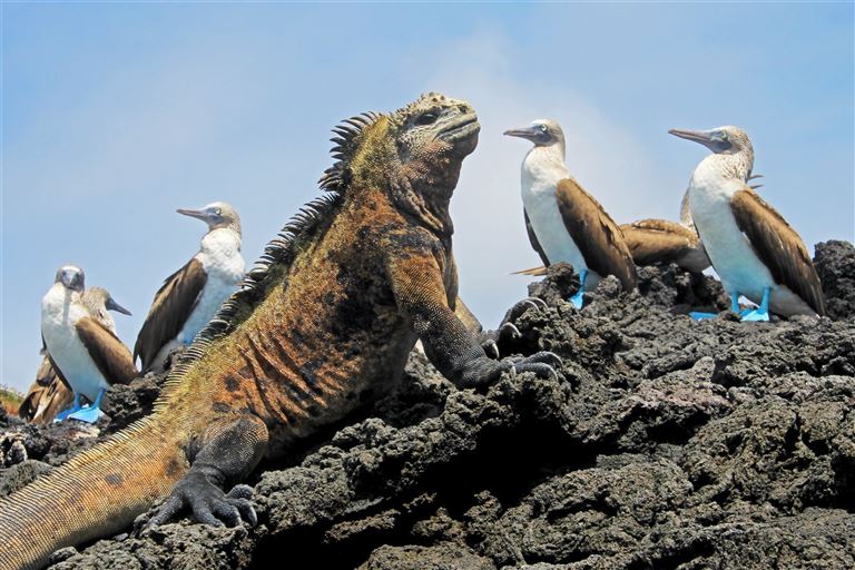 Höhepunkte Ecuador & Galapagos ©reisegraf/adobestock